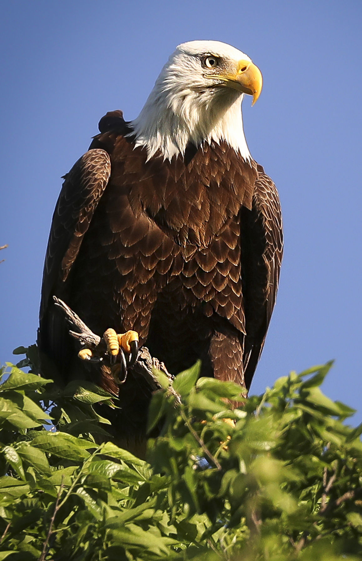 Lake Waco Eagles